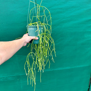 Rhipsalis baccifera - R34