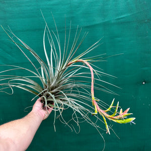 Tillandsia - rodrigueziana