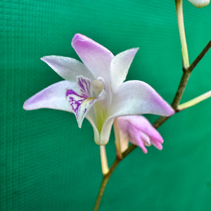 Orchid - Dendrobium kingianum NEW