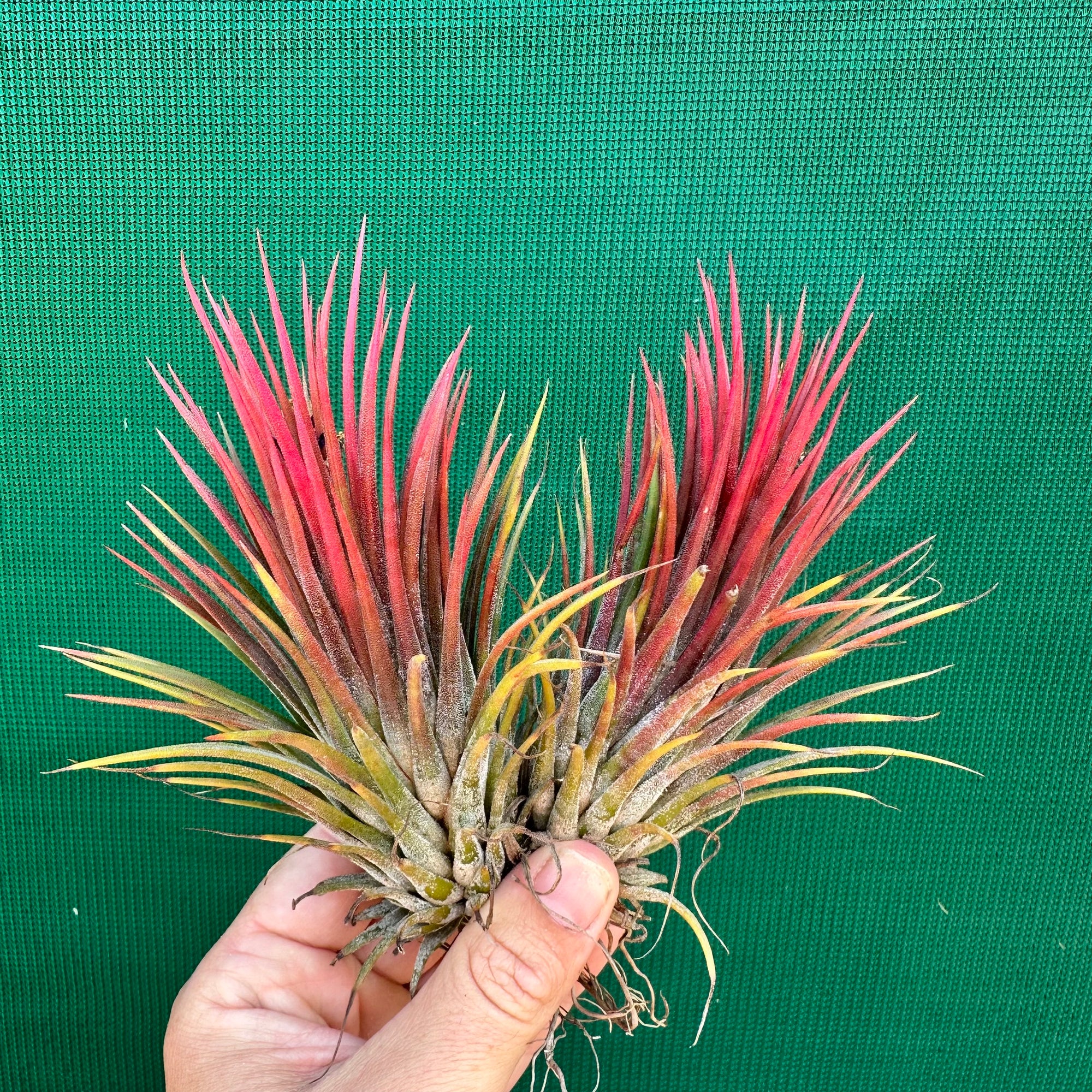 Tillandsia - ionantha ‘APD003’