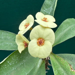 Poysean - Euphorbia milii P125 NEW