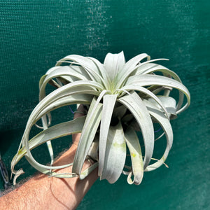 Tillandsia - xerographica