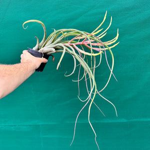 Tillandsia - caput-medusae ‘Giant Form’ ? NEW