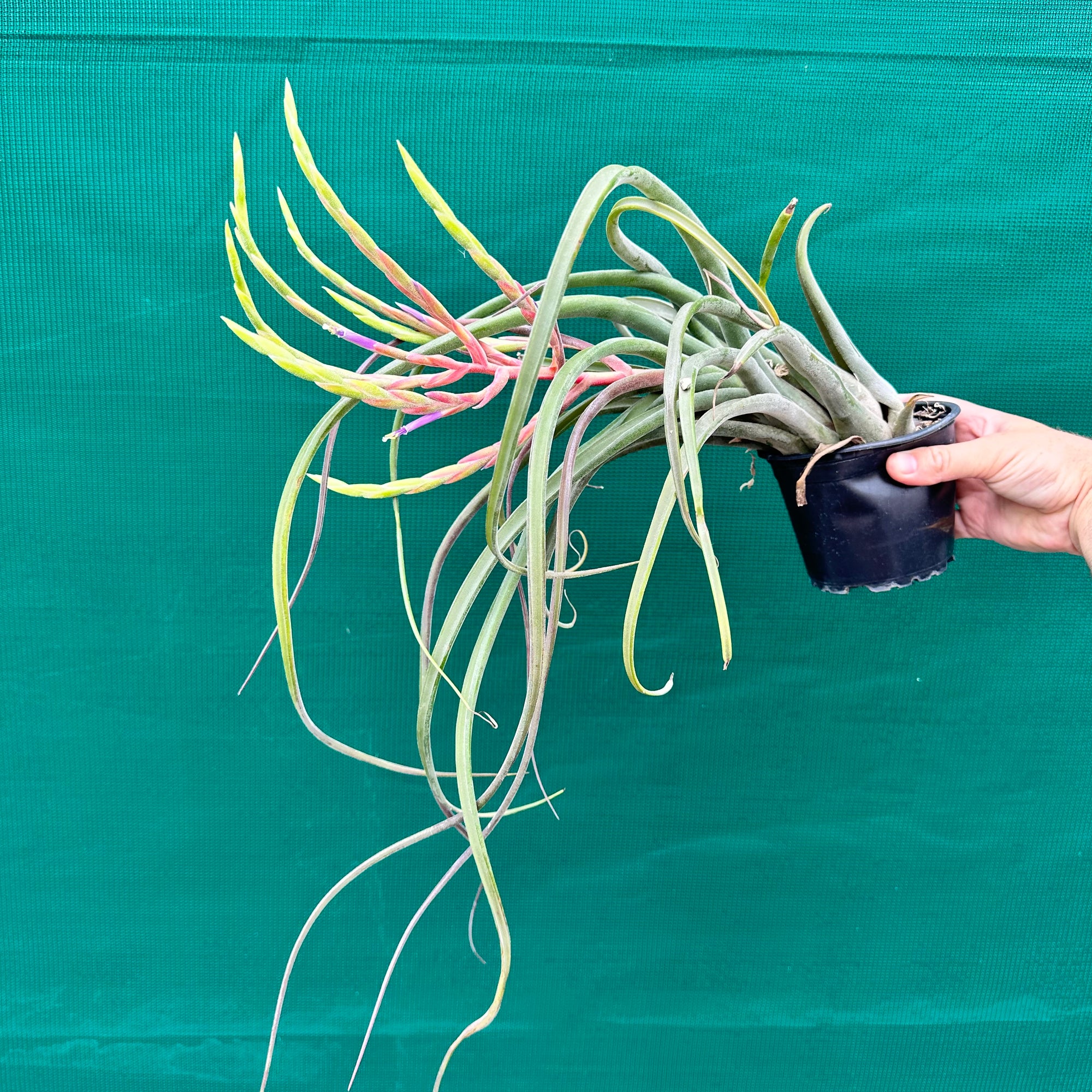 Tillandsia - caput-medusae ‘Giant Form’ ? NEW