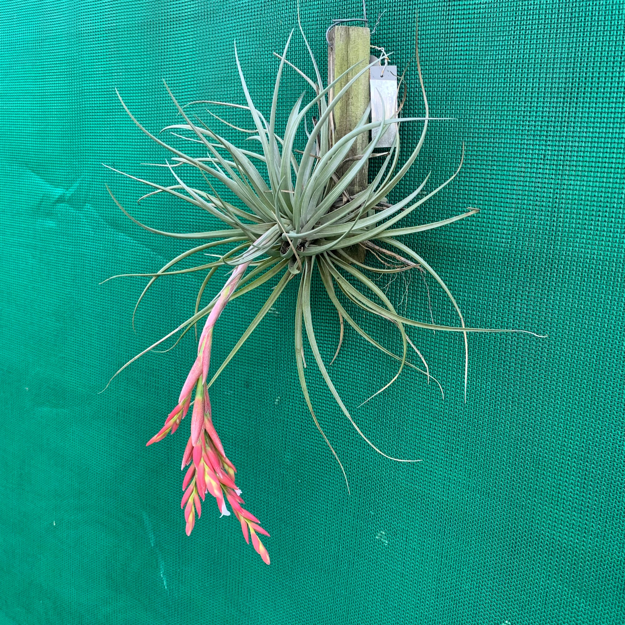 Tillandsia - stricta x vernicosa ex. BG