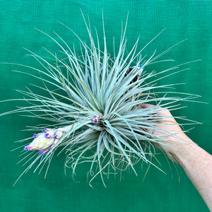 Tillandsia - Gardicta ex. CL