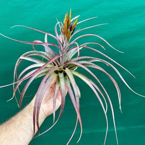 Tillandsia - rothii x capitata ex. HN