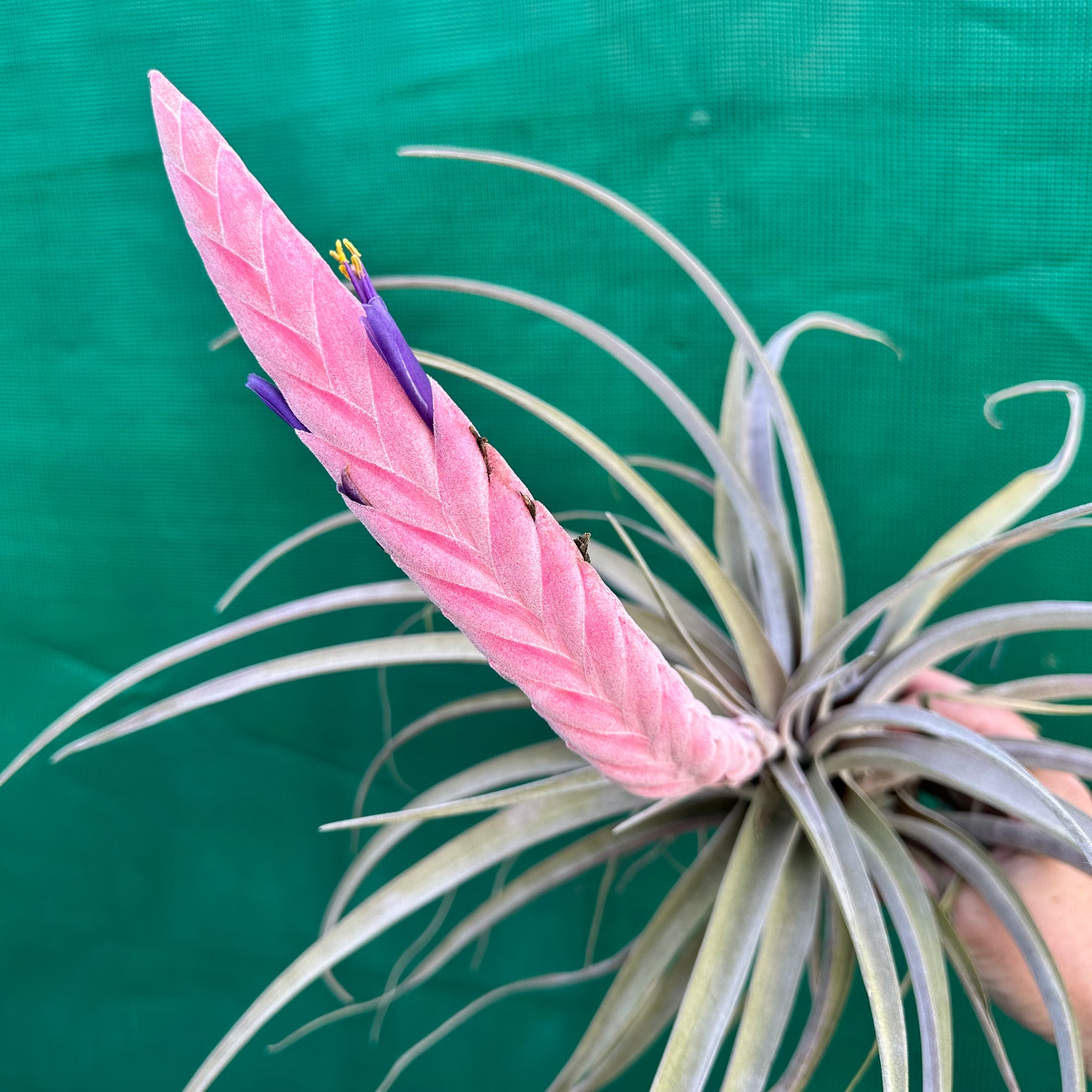 Tillandsia - Queen’s Delight