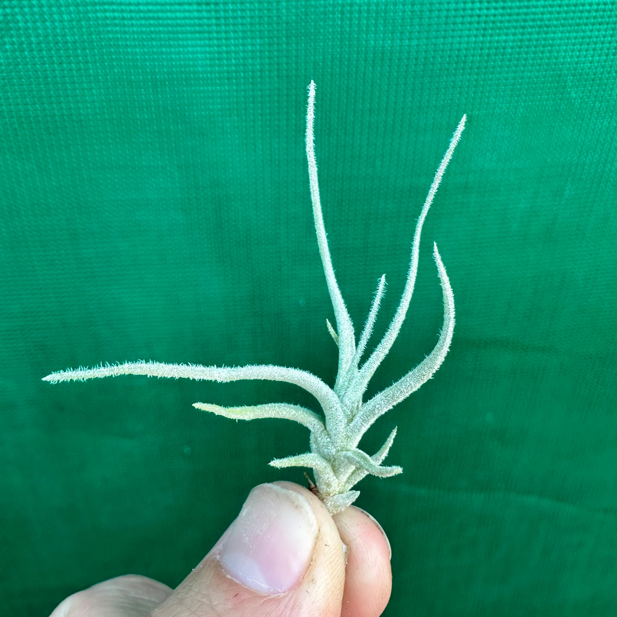 Tillandsia - chusgonensis NEW