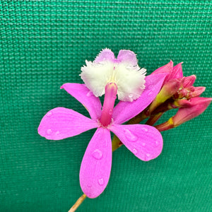 Epidendrum ‘Hybrid Pink’