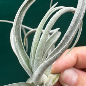 Tillandsia - chiletensis ‘Red Bract’ ex. PT NEW