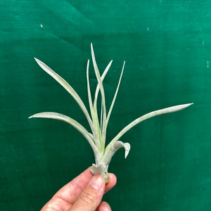 Tillandsia - Steve ex. JO NEW