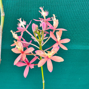 Epidendrum ‘Joseph Glow Hilpos’ NEW