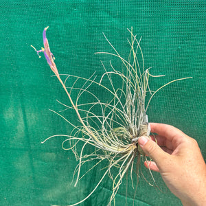 Tillandsia - bartramii