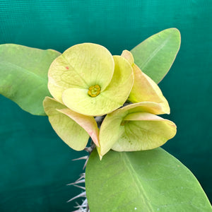 Poysean - Euphorbia milii P063 NEW