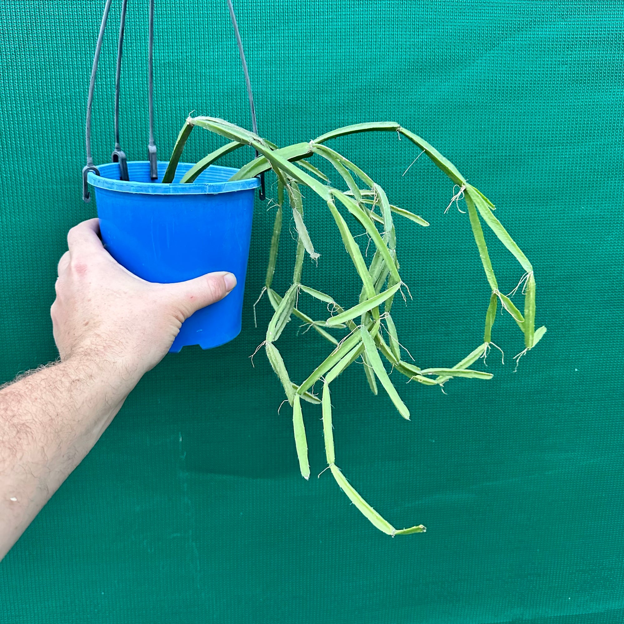 Rhipsalis cereoides - R12