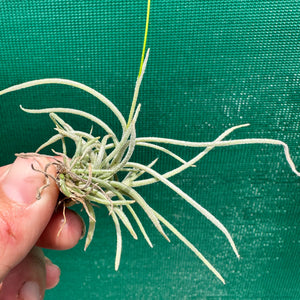 Tillandsia - recurvata