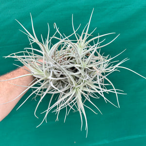 Tillandsia - leonamiana BFPB ex. PT NEW