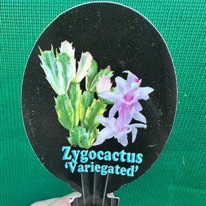 Zygocactus Variegated NEW