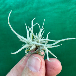 Tillandsia - chusgonensis NEW