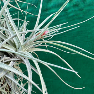 Tillandsia - aeranthos ‘Silver’ NEW