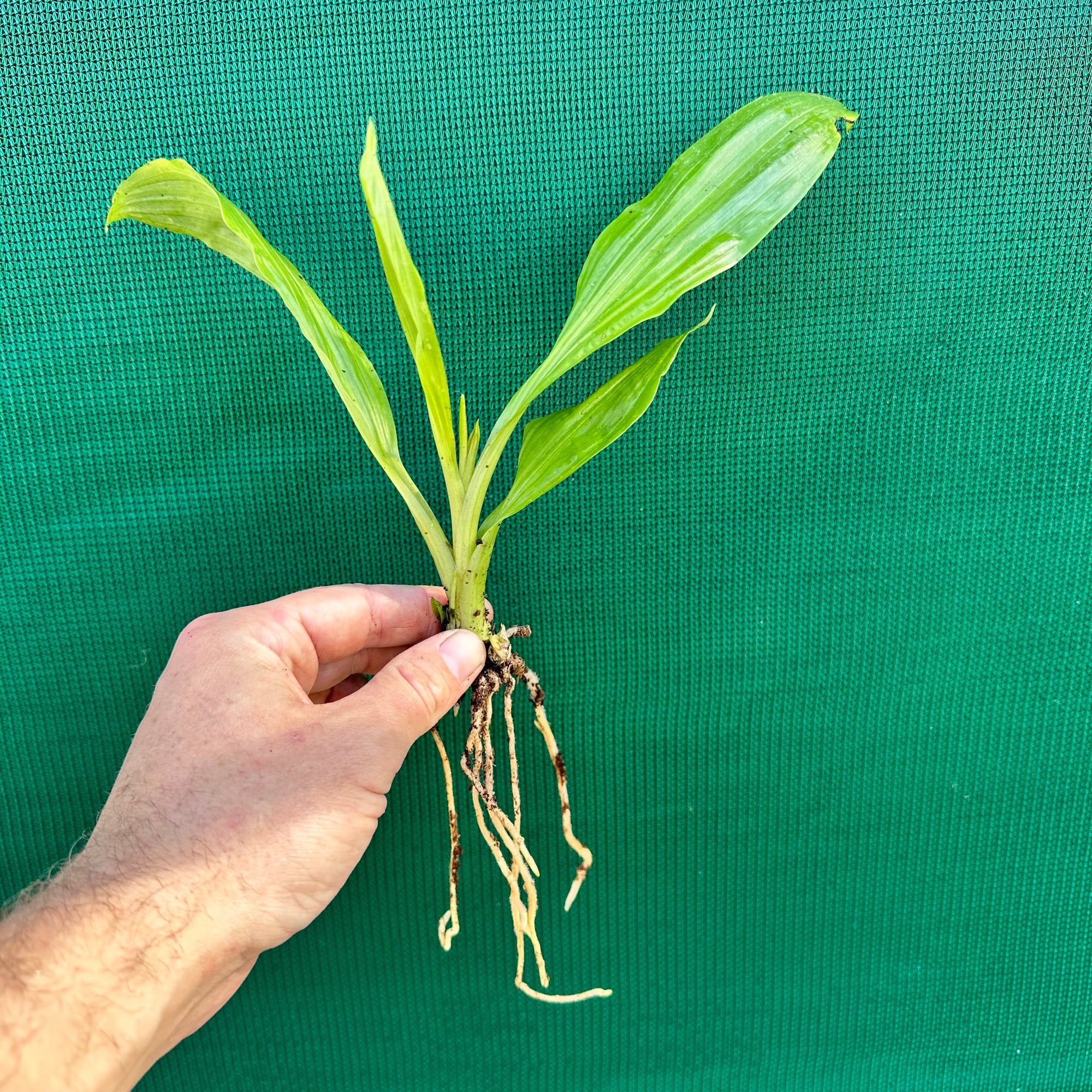 Swamp Orchid - Phaius australis