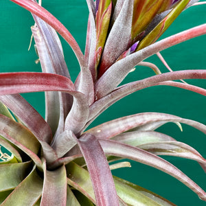 Tillandsia - rothii x capitata ex. HN