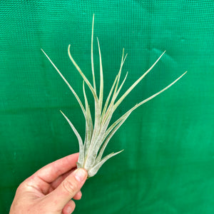 Tillandsia - caput-medusae x weberi ? (Nat. Hybrid) ex. LK NEW