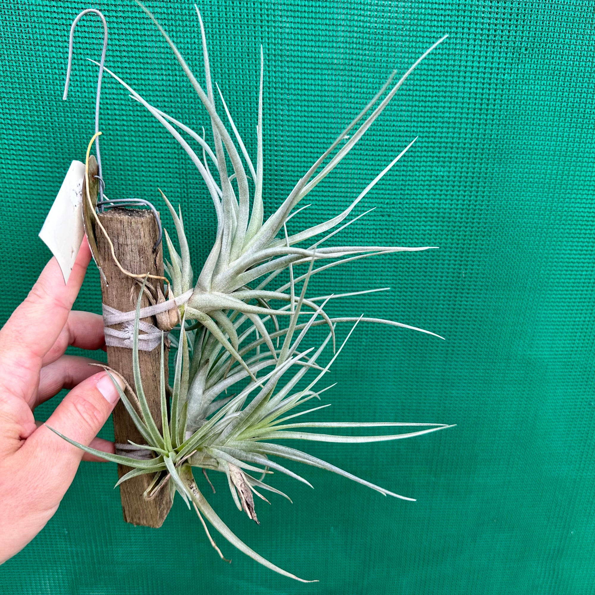 Tillandsia - Kardinal ex. Holm