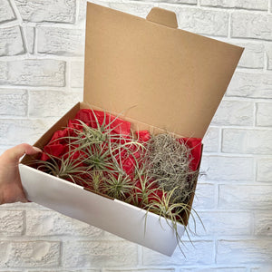 Air Plant Gift Box