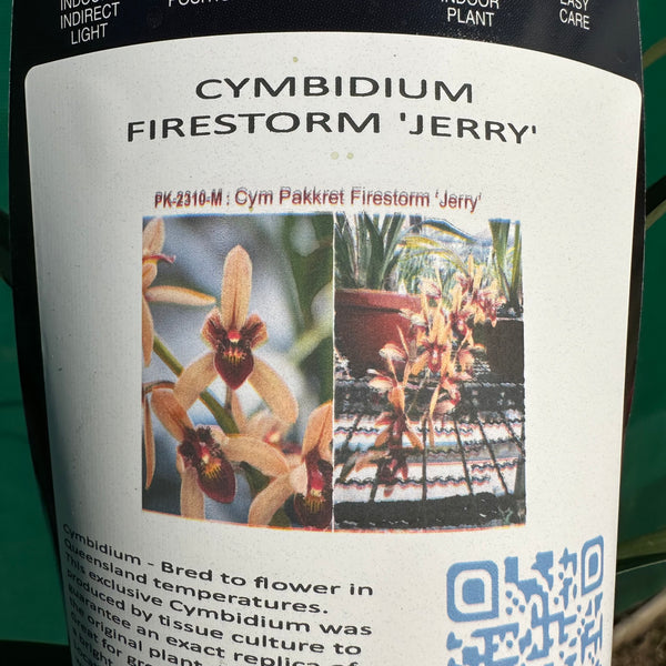 Orchid - Cym. Pakkret Firestorm ‘Jerry’ - Air Plant Decor