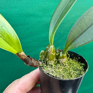 Orchid - Bulbophyllum wendlandianum NEW