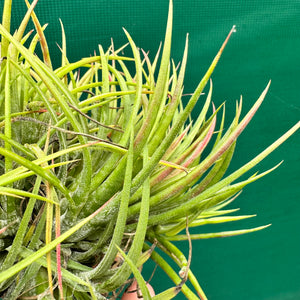 Tillandsia - ionantha 'Large Form Mullers' ex. JO