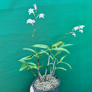 Orchid - Dendrobium kingianum NEW