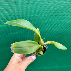 Orchid - Bulbophyllum smitinandii NEW