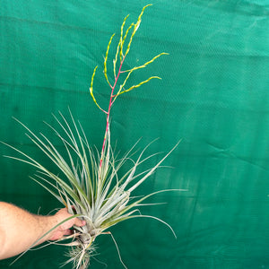 Tillandsia - Chalky White ex. CL NEW