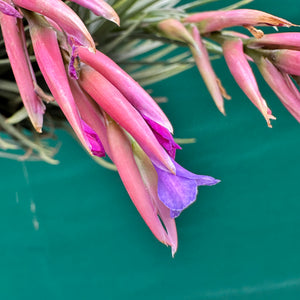 Tillandsia - tenuifolia Hybrid ex. RFI NEW