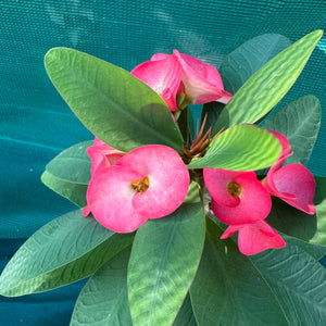 Poysean - Euphorbia milii PA NEW