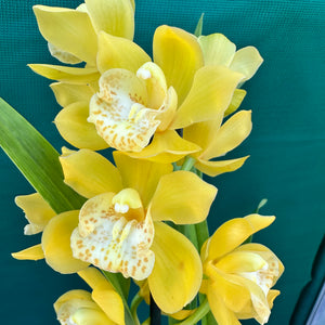 Orchid - Cymbidium ‘Tracet Reddaway Sungold’ NEW