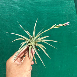 Tillandsia - pucaraensis ex BOE