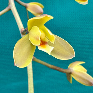 Orchid - Cymbidium madidum NEW