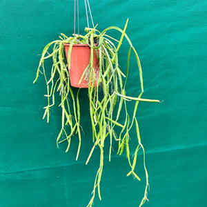 Rhipsalis micrantha - R46