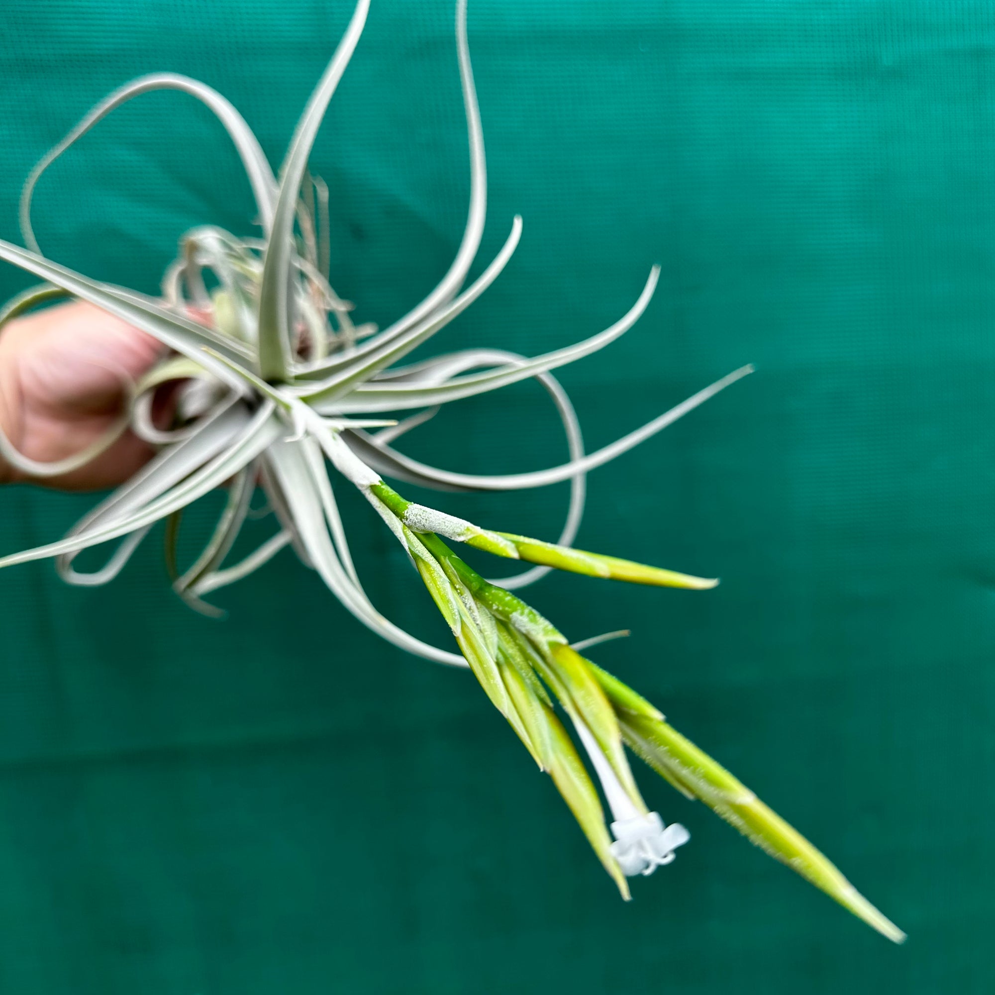 Tillandsia - chiletensis ‘Green Bract’ ex. PT NEW