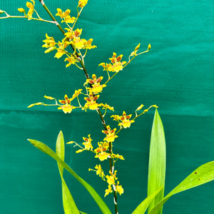 Orchid - Oncidium ‘Dancing Lady’ NEW