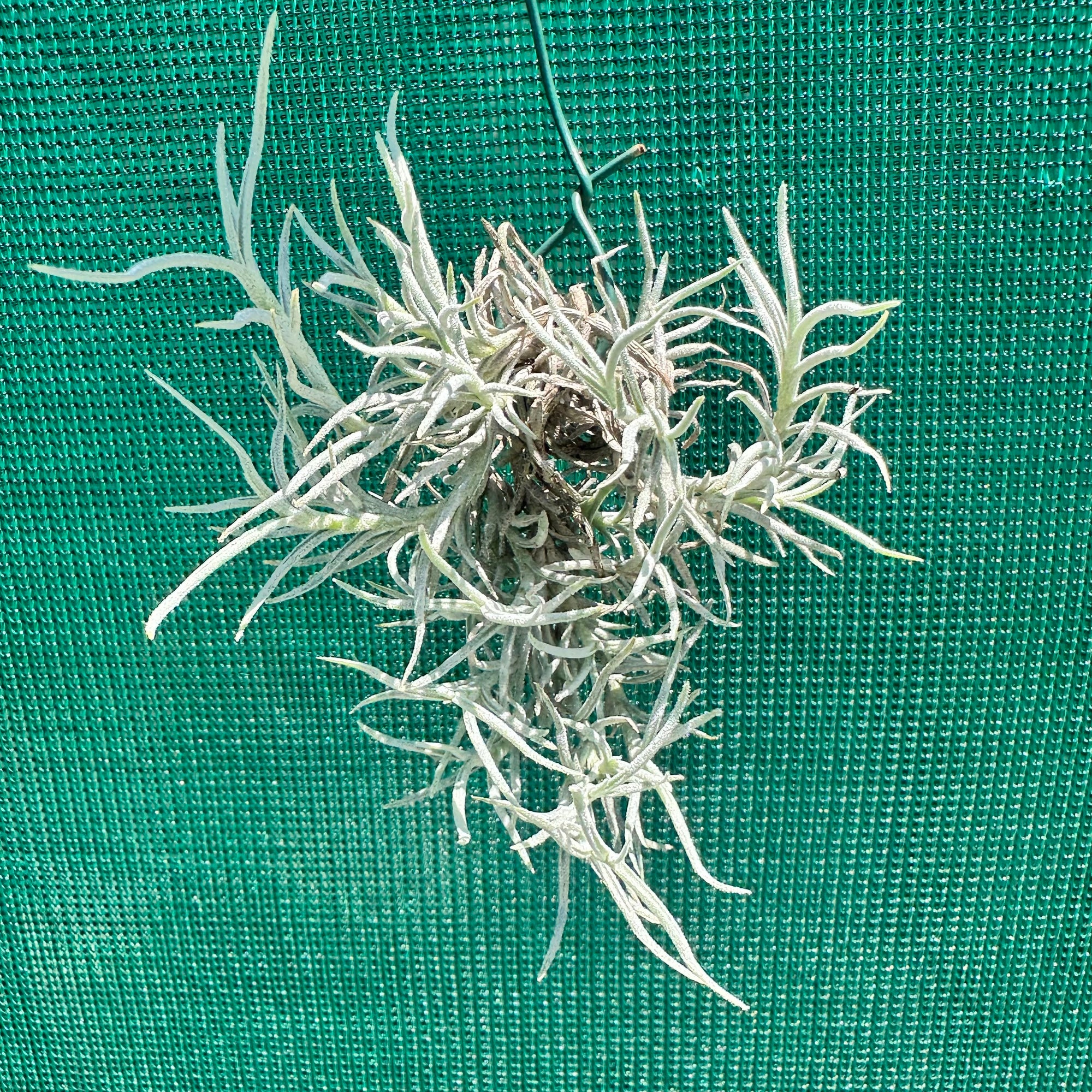 Tillandsia - capillaris ‘Silver Form’ NEW