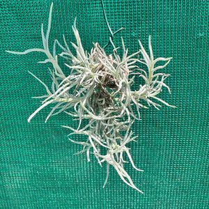 Tillandsia - capillaris ‘Silver Form’ NEW