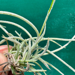 Tillandsia - recurvata