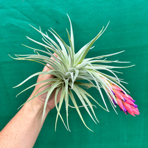 Tillandsia - Tamaree NEW