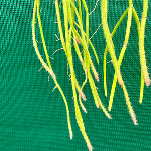 Rhipsalis baccifera f. Shaferi - R2