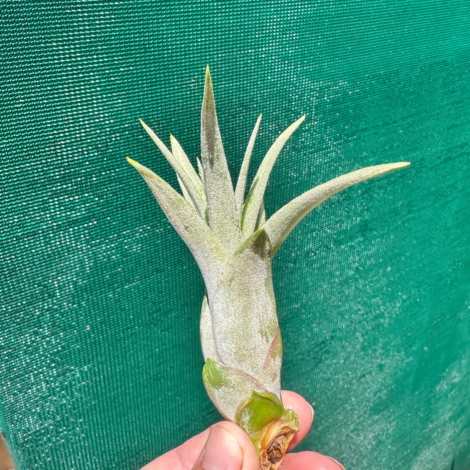 Tillandsia - Hot Stuff ex. BG NEW